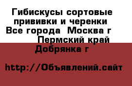 Гибискусы сортовые, прививки и черенки - Все города, Москва г.  »    . Пермский край,Добрянка г.